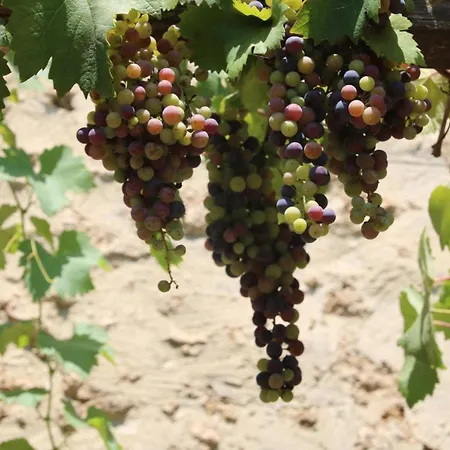 Apartamento Podere Campo Alle Serpi
